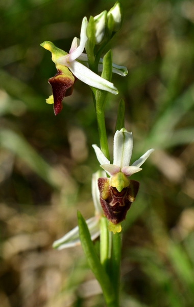 Ophrys olosericea?